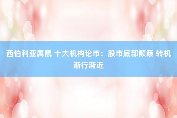 西伯利亚属鼠 十大机构论市：股市底部颠簸 转机渐行渐近